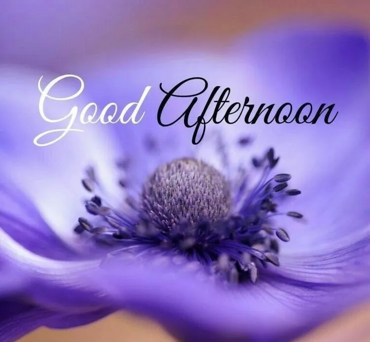 Beautiful Good Afternoon Images