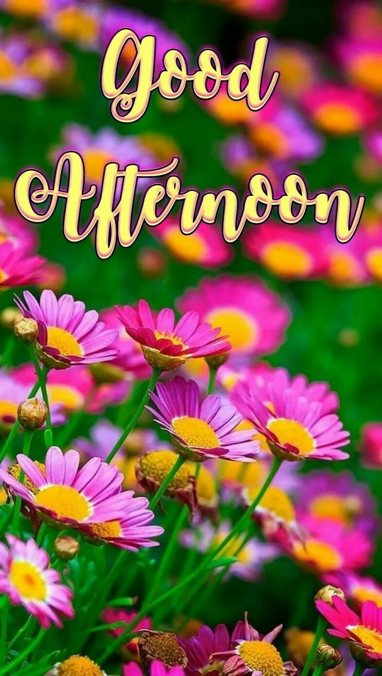 Beautiful Good Afternoon Photos Beautiful Good Afternoon Photos