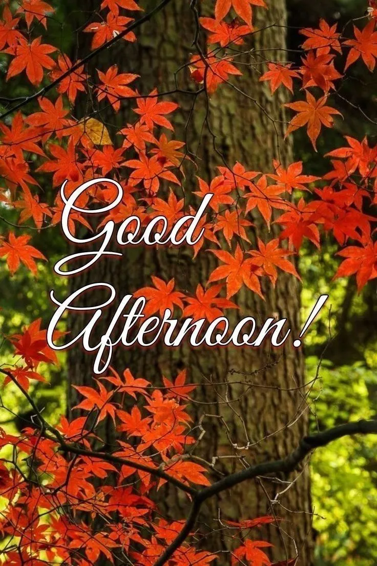 Beautiful Good Afternoon Images Beautiful Good Afternoon Images
