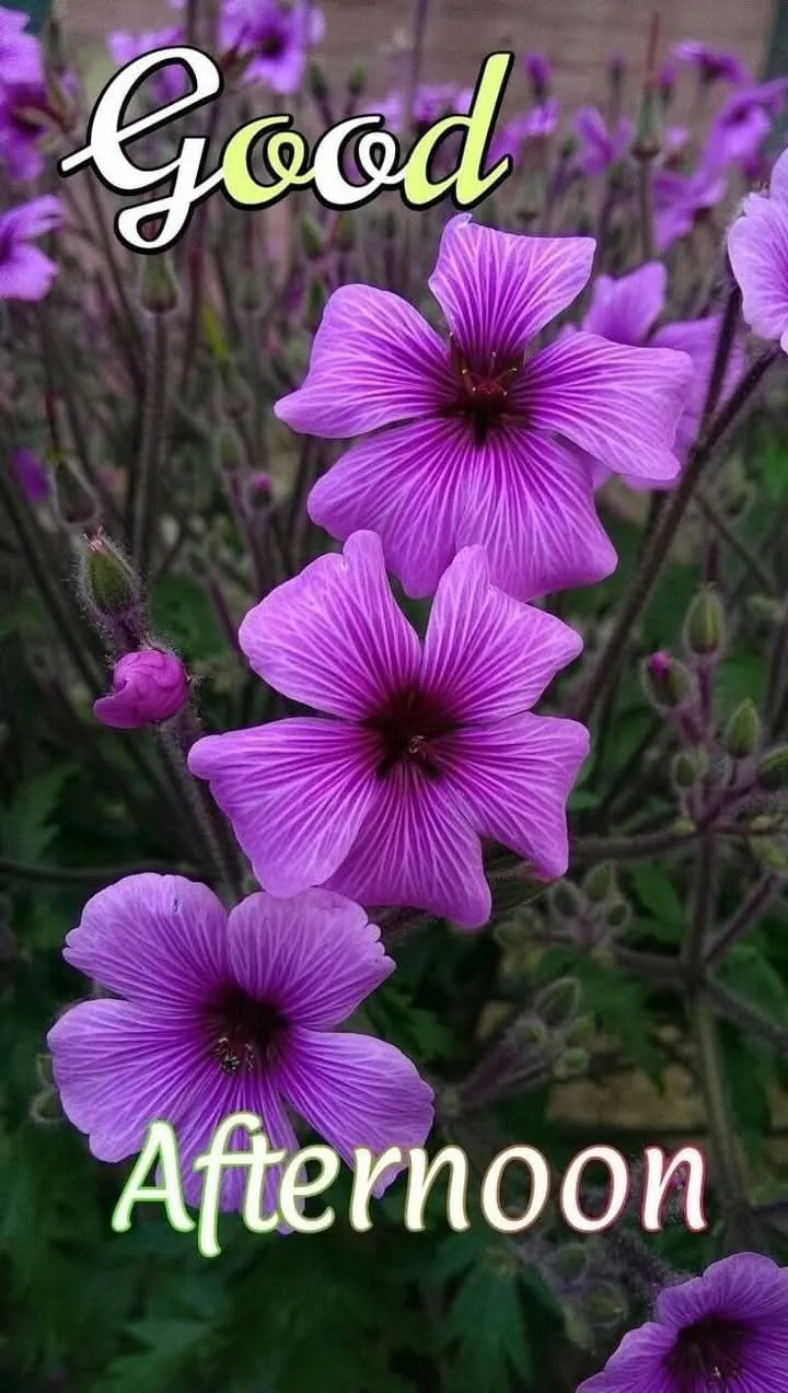 Beautiful Good Afternoon Pictures Beautiful Good Afternoon Pictures