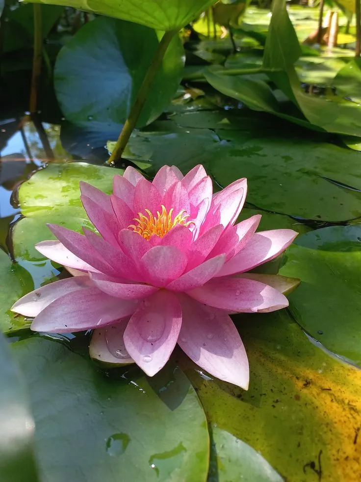 Beautiful Lotus Pic Beautiful Lotus Pic