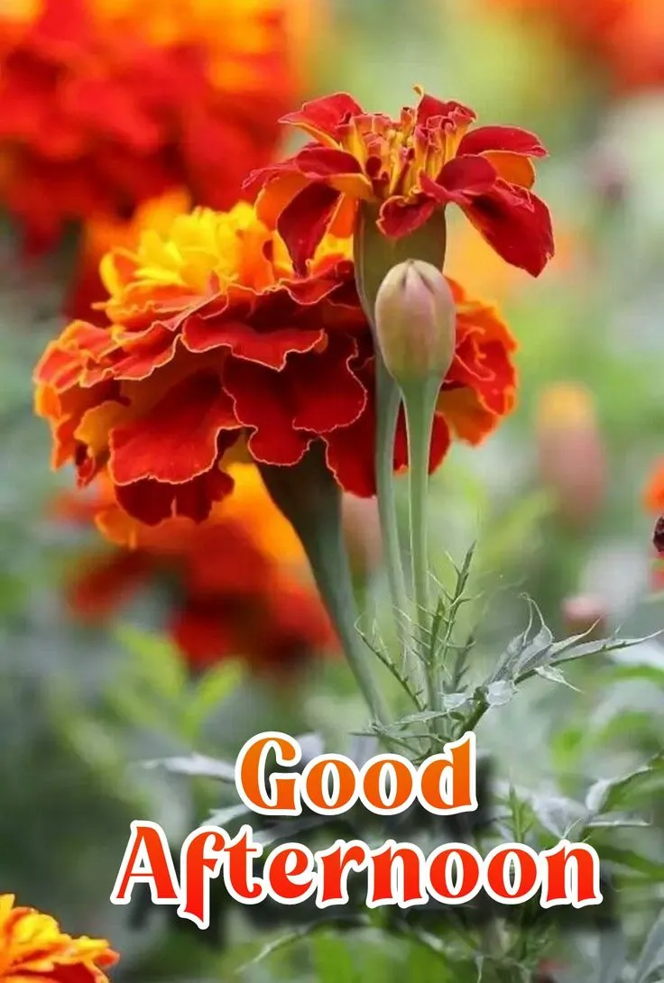Good Afternoon Image
