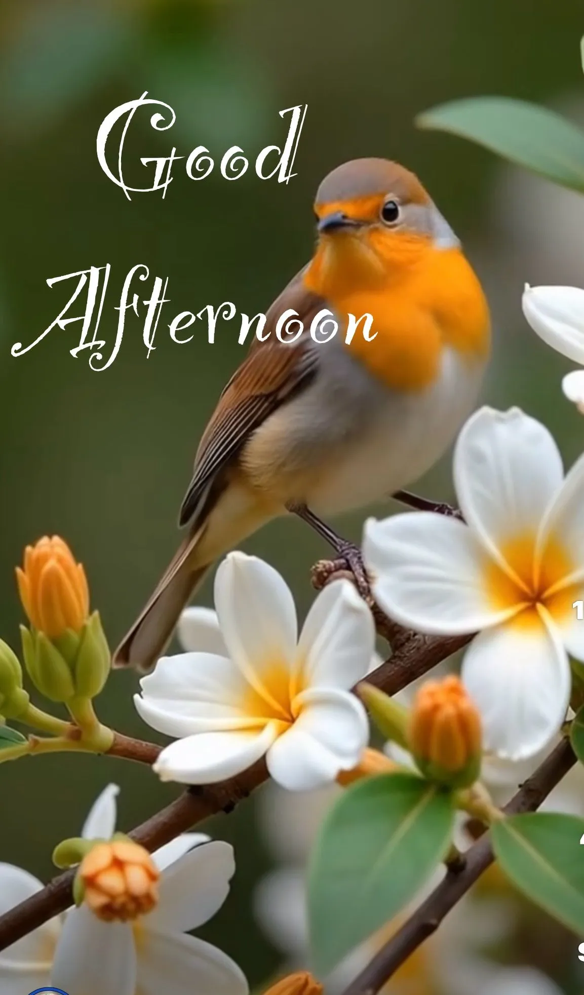 Good Afternoon Images Good Afternoon Images