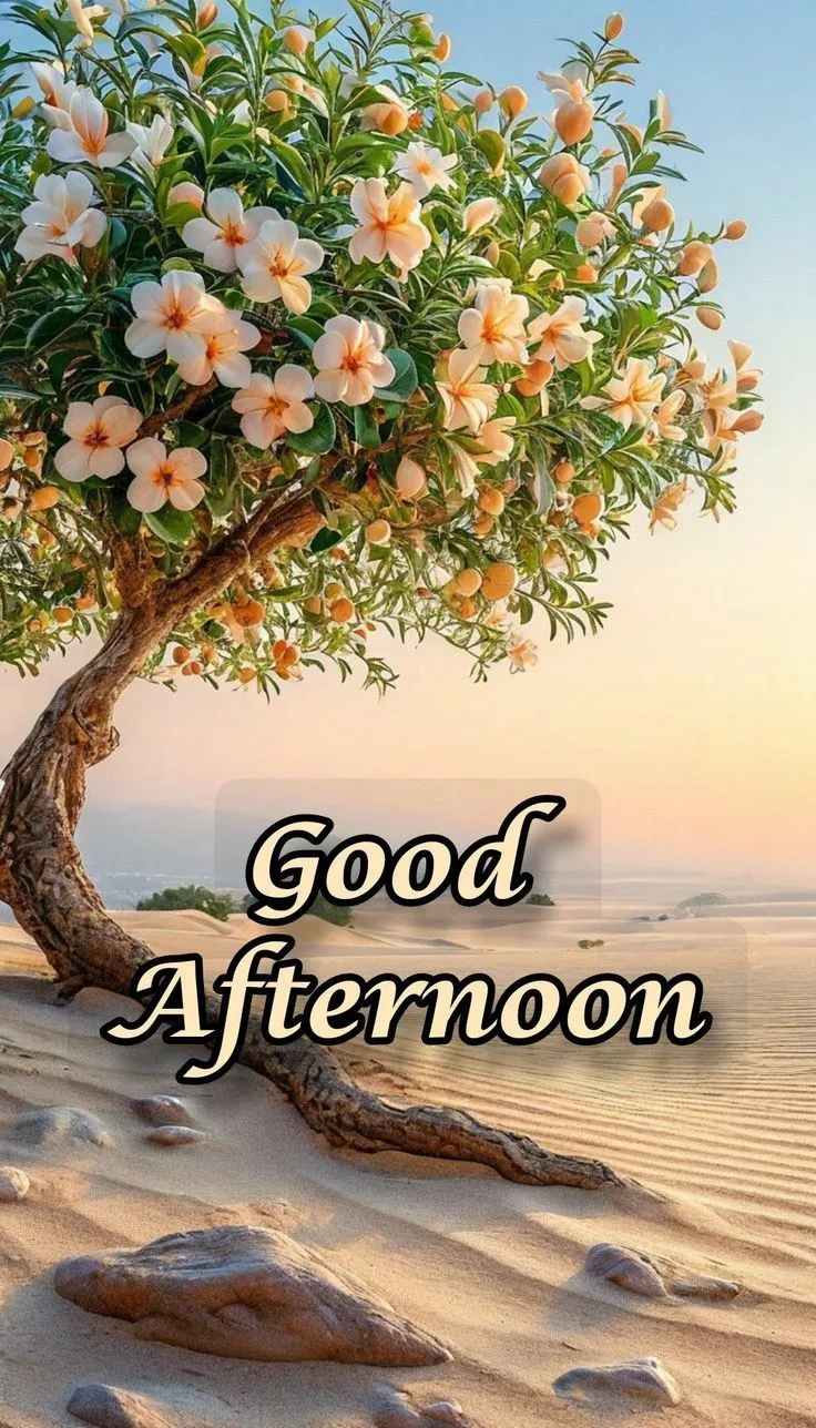 Good Afternoon Photos