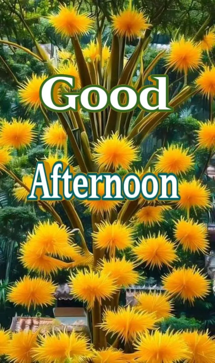 Good Afternoon Pics