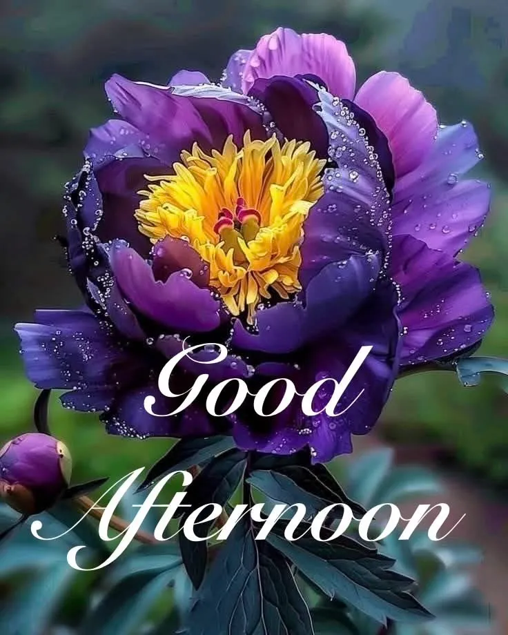 Good Afternoon Picture Good Afternoon Picture