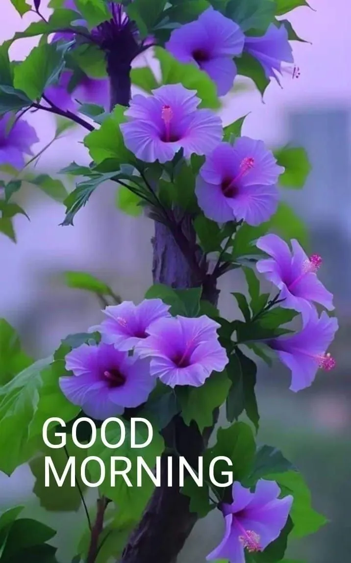 Good Morning Dp With Flowers