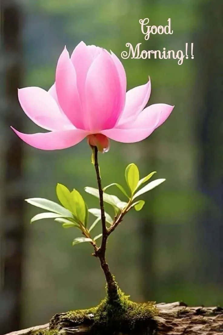 good-morning-flowers-photo-1 good morning flowers photo