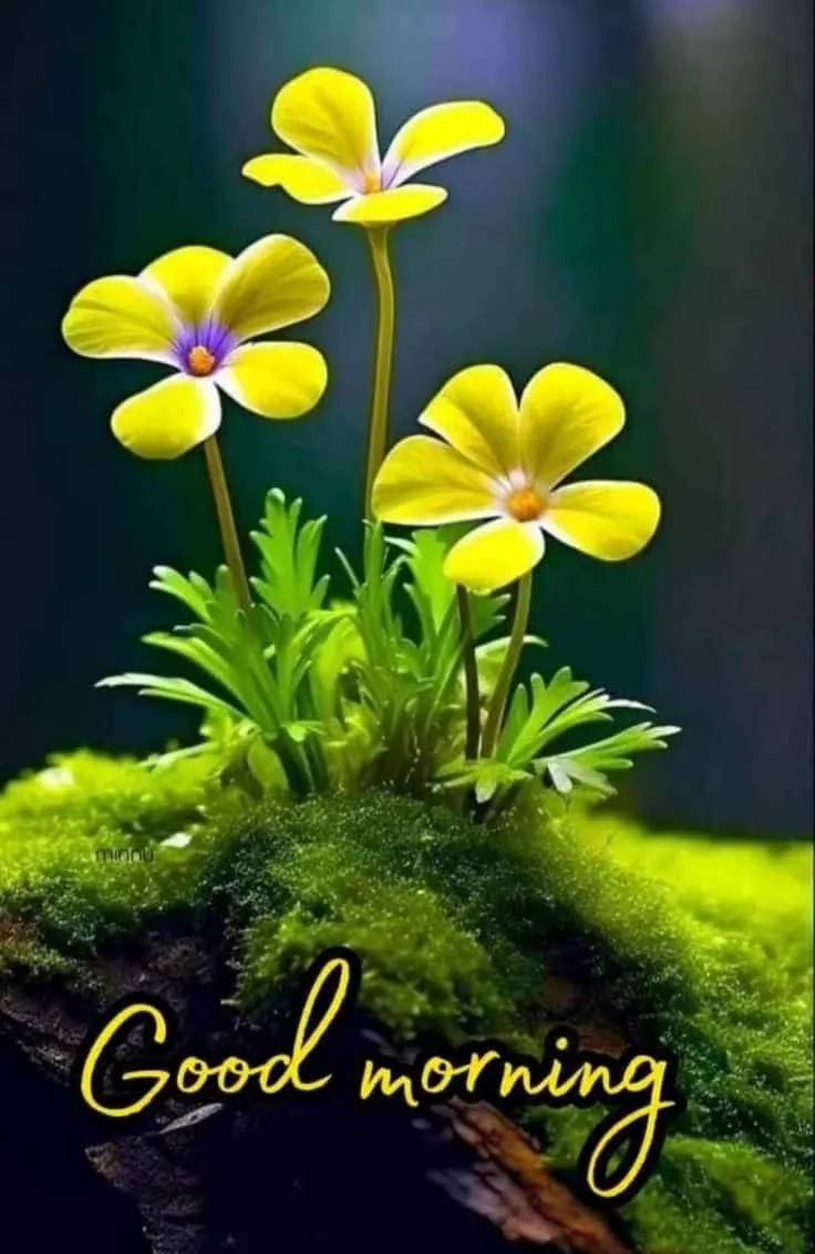 good-morning-flowers-photo-8 good morning flowers photo