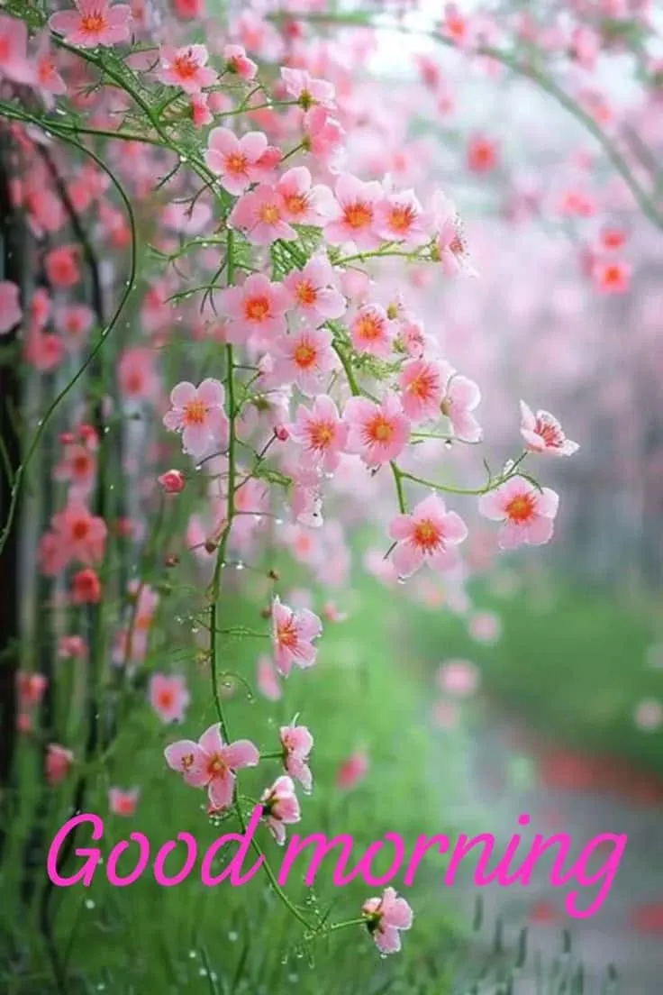 good-morning-image-of-flowers-5 good morning image of flowers