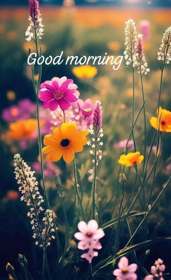 good-morning-image-of-flowers-6 good morning image of flowers