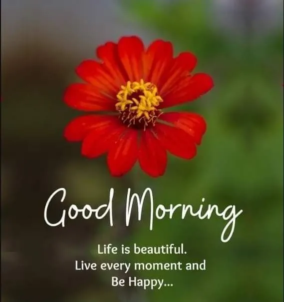 good-morning-image-of-flowers-7 good morning image of flowers