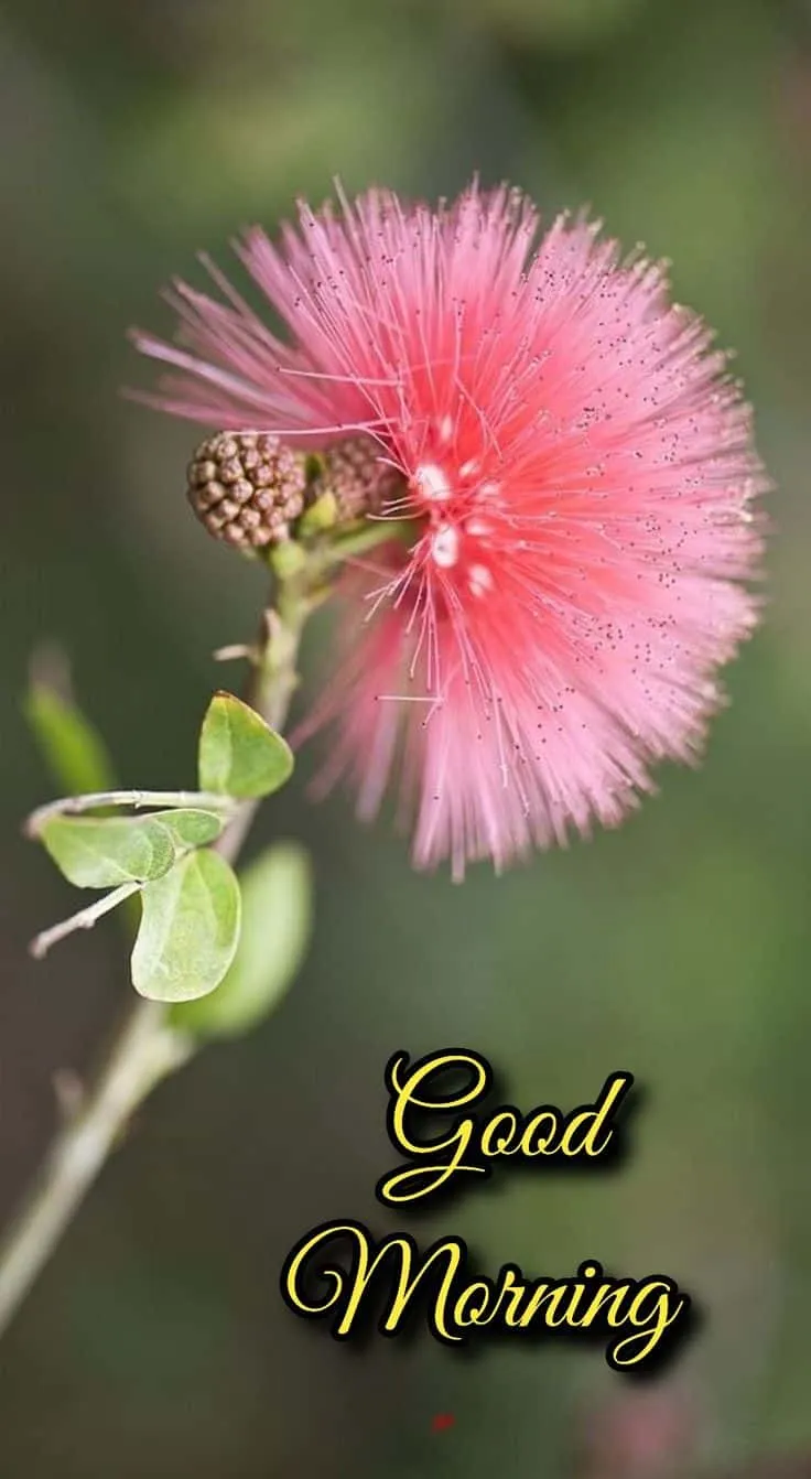 good-morning-images-with-beautiful-flowers-7 good morning images with beautiful flowers