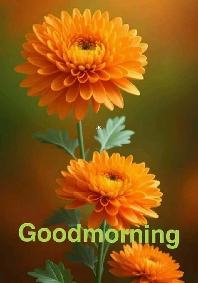 good-morning-images-with-flowers-4 good morning images with flowers