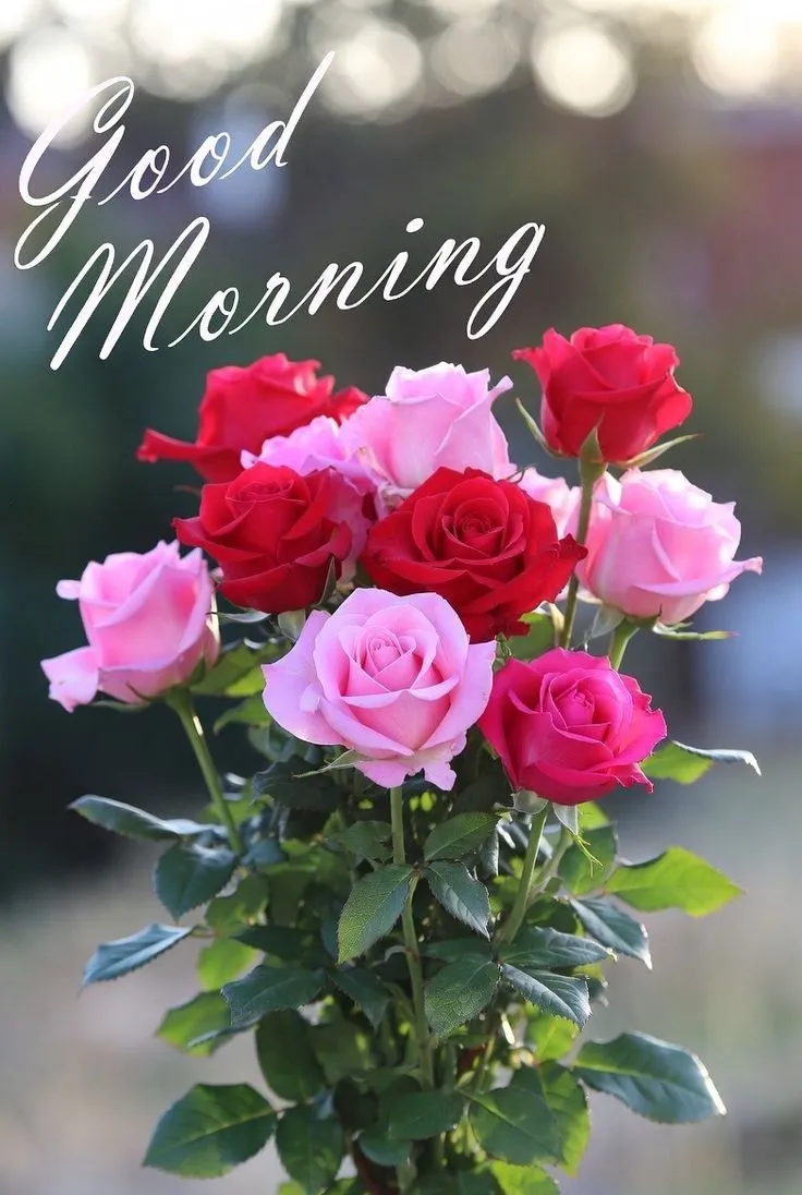 Good Morning Pic With Beautiful Flowers