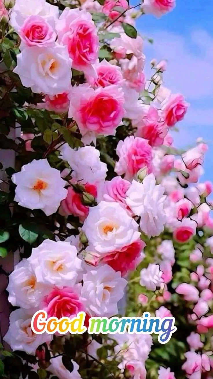 Good Morning Picture With Beautiful Flowers