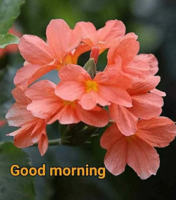 new-good-morning-images-with-flowers-3 new good morning images with flowers