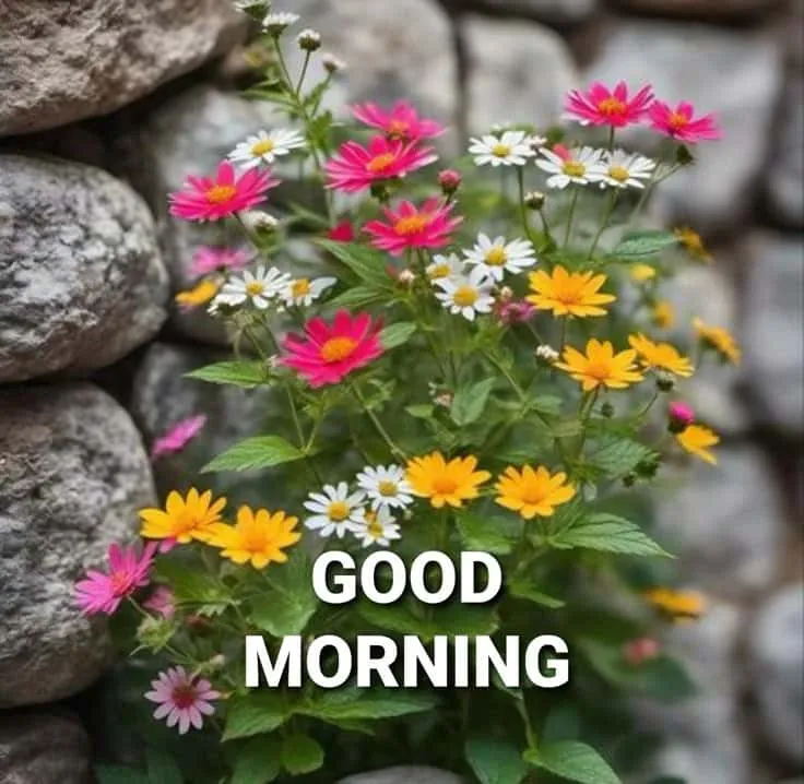 new-good-morning-images-with-flowers-6 new good morning images with flowers